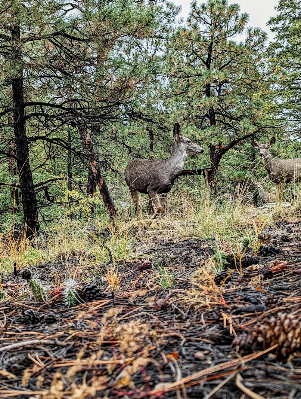 a group of kangaroos in a forest