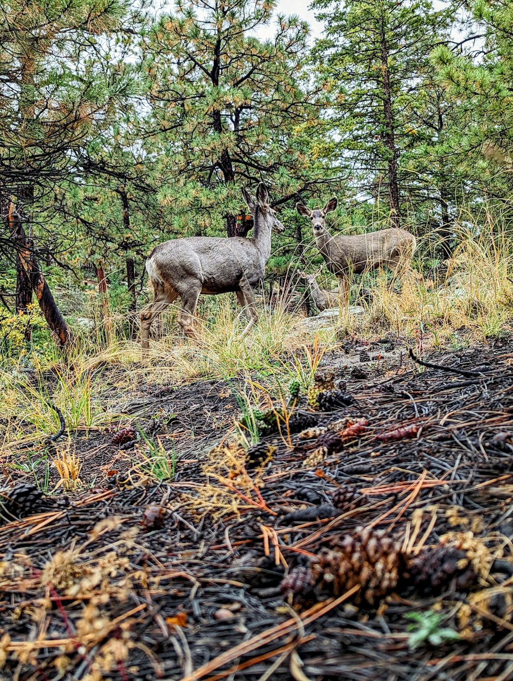 a group of kangaroos in a forest