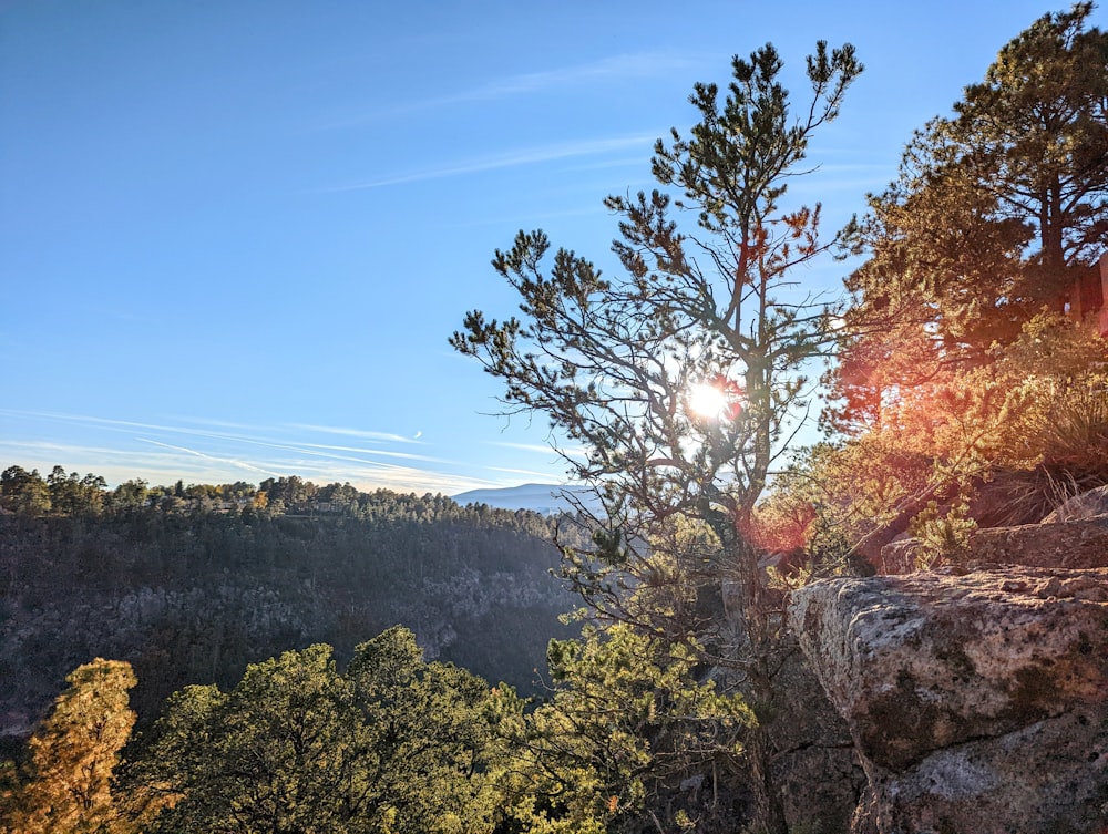 sun shining through the trees