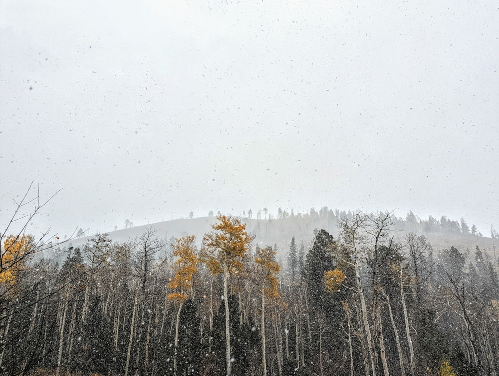 a forest with snow