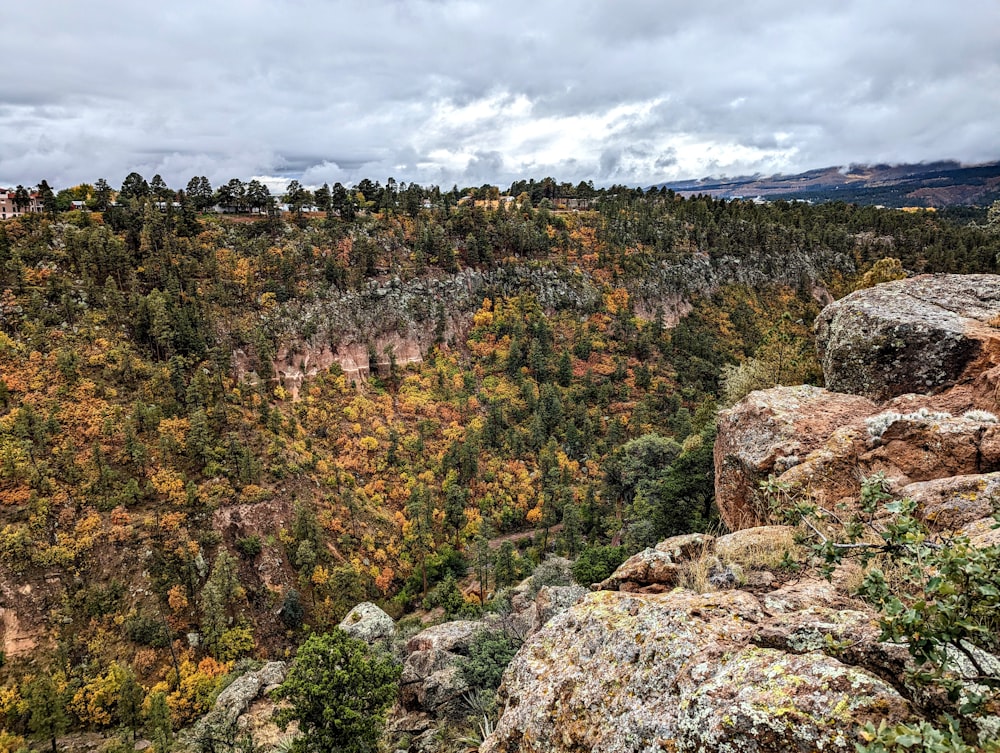 a rocky hillside with trees