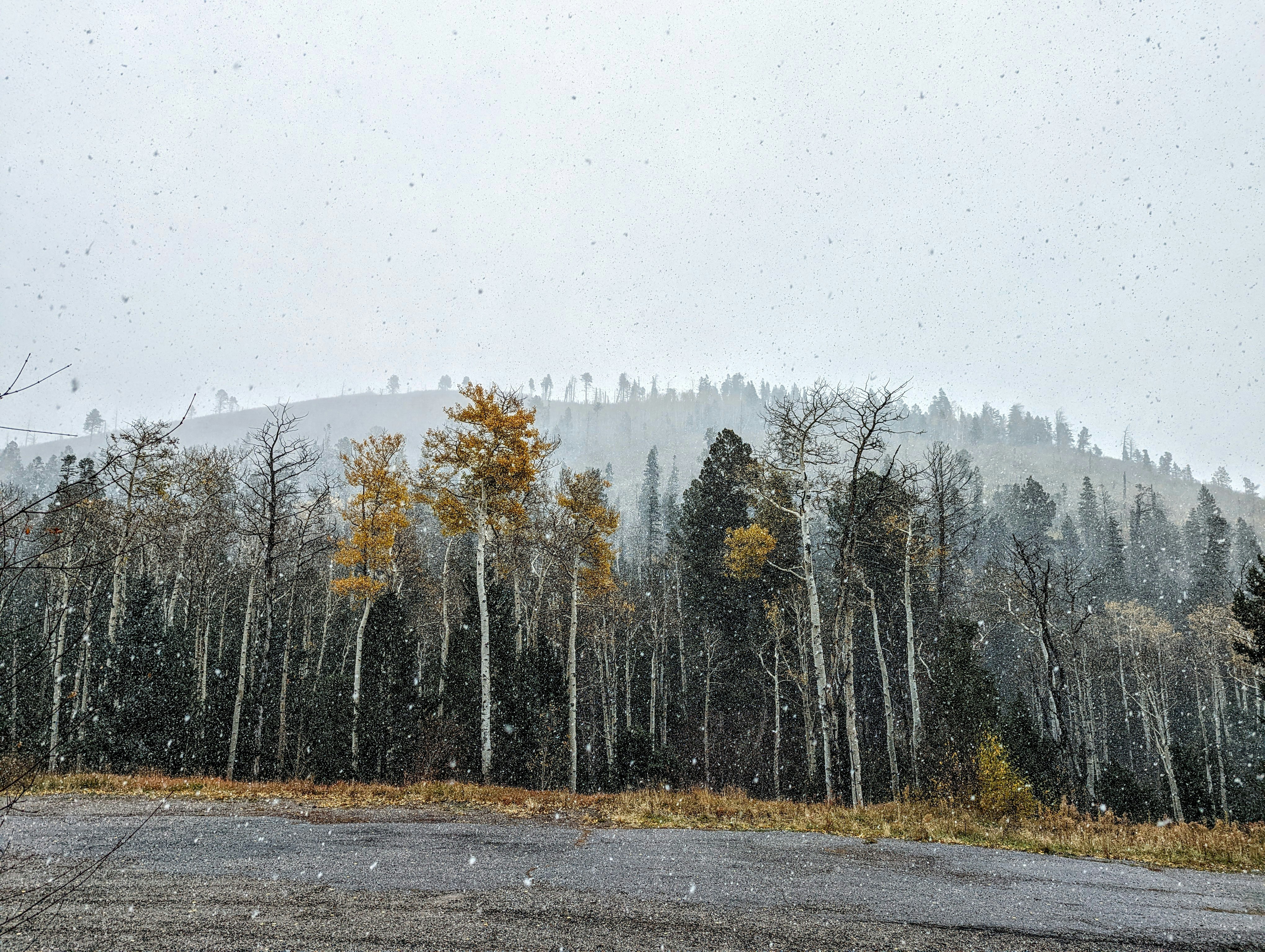 A road with trees on the side photo Free Pajarito mountain ski area