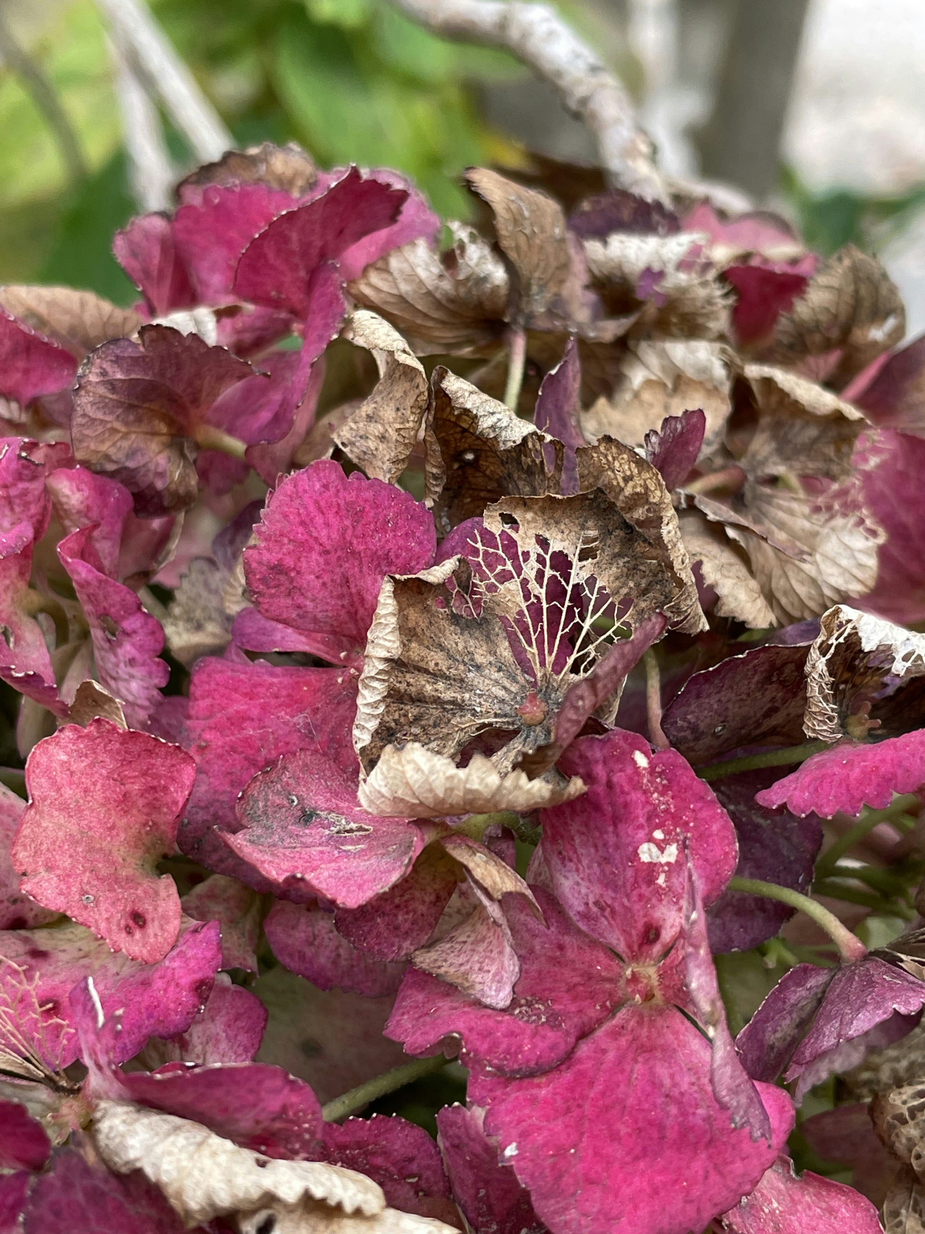 Photo by blueskywalker