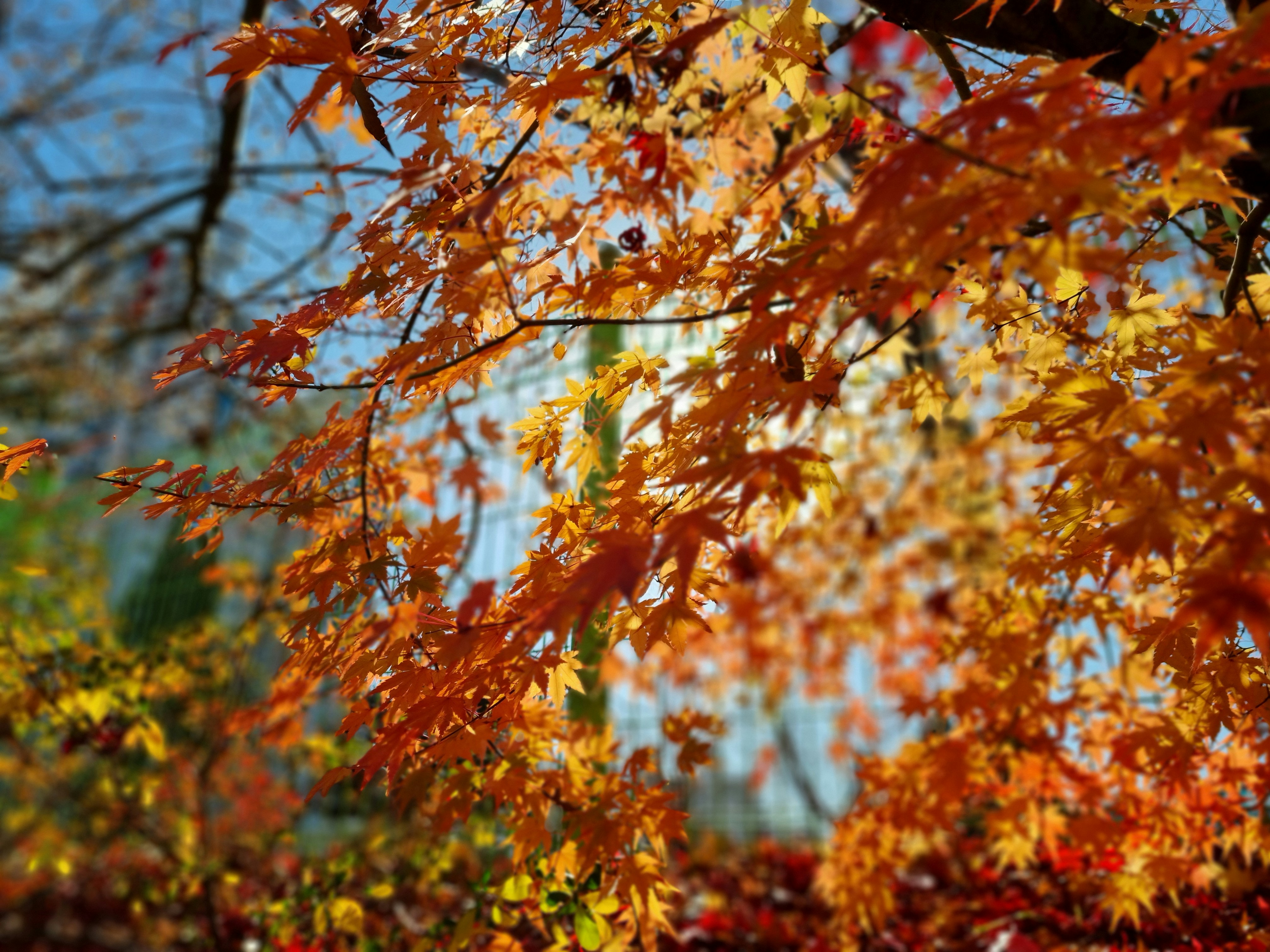 a tree with orange leaves