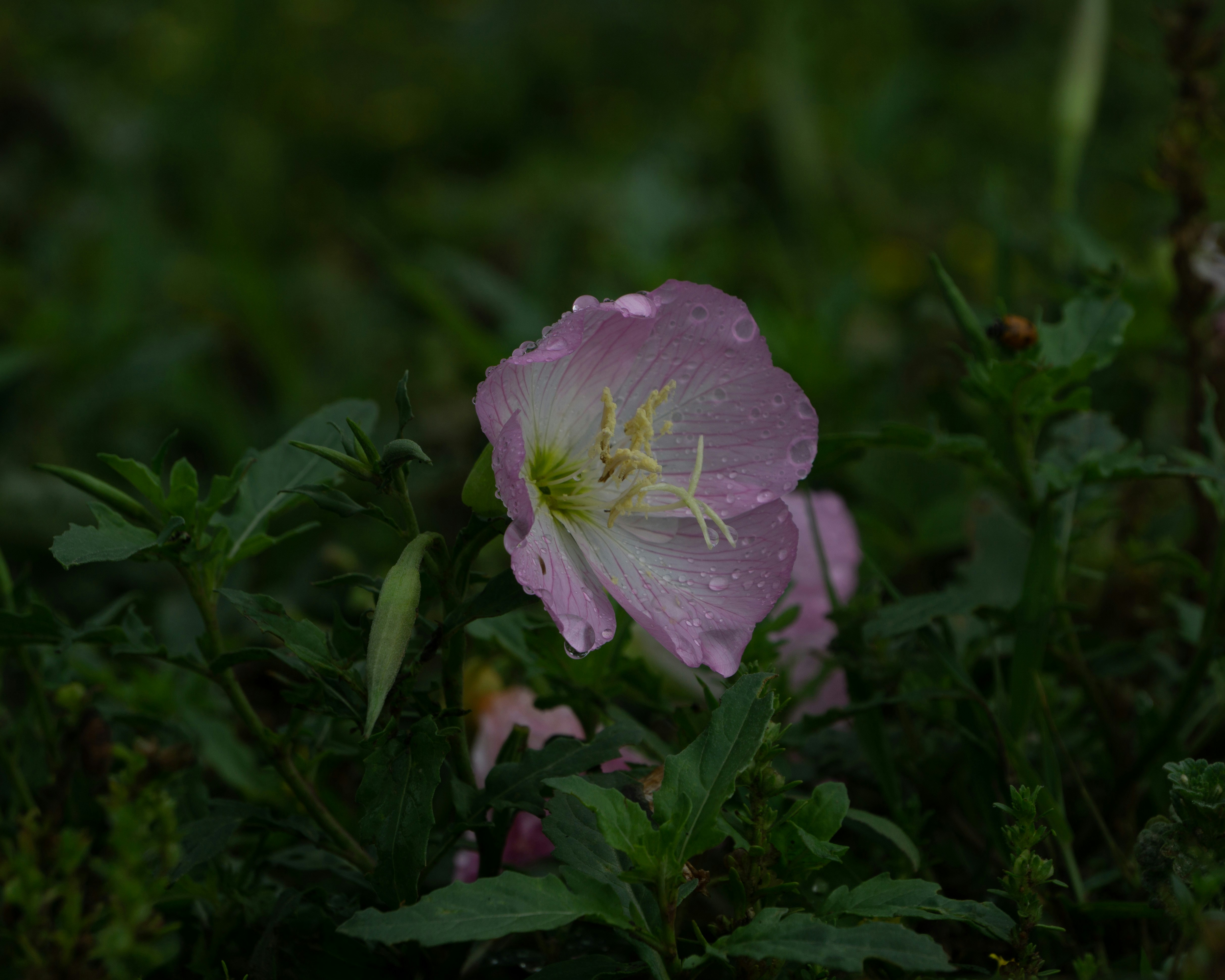 a purple flower surrounded by green plants