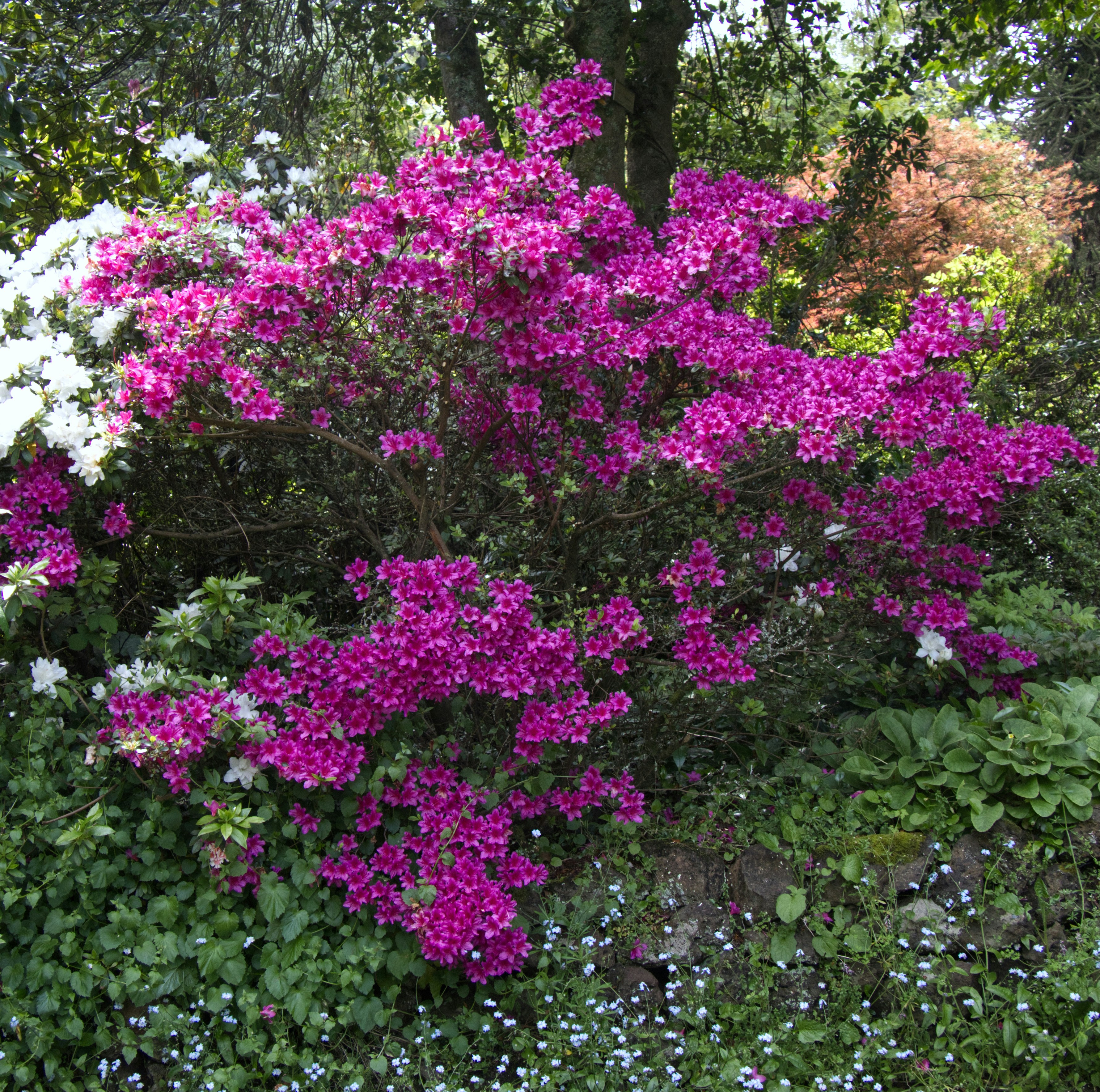 Azaleia (Rhododendron simsii): Aprenda as melhores dicas de cultivo