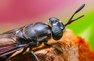 a close up of a bee