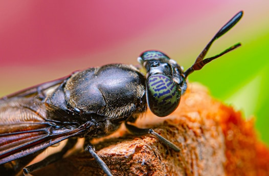 a close up of a bee
