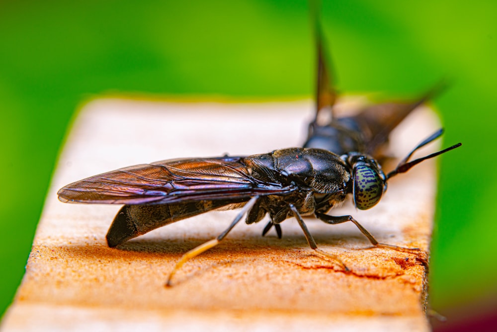 a close up of a fly