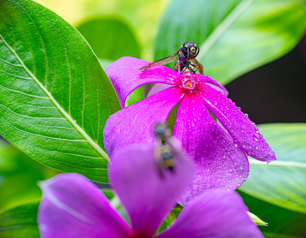 Una abeja en una flor