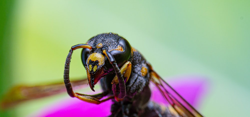 a close up of a bug