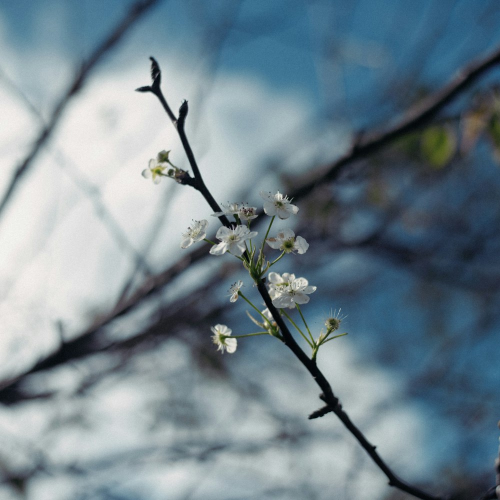 um close up de um galho de árvore com flores brancas