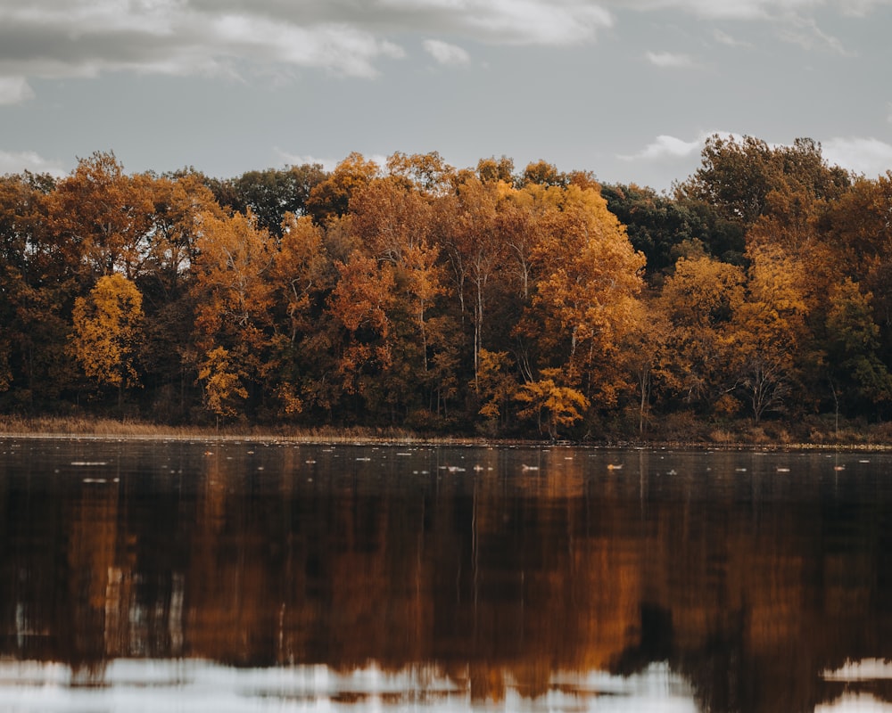 a body of water with trees around it