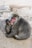 A mother monkey is sitting on a rough, cracked surface with her baby nestled close to her side. The adult's fur is thick and grayish-brown, with a distinct red face. The baby has a softer, lighter coat and is peering curiously outward.