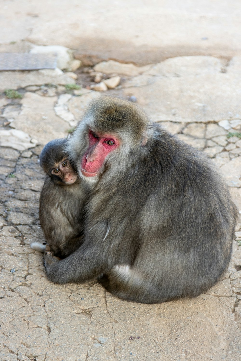 a monkey holding a baby monkey