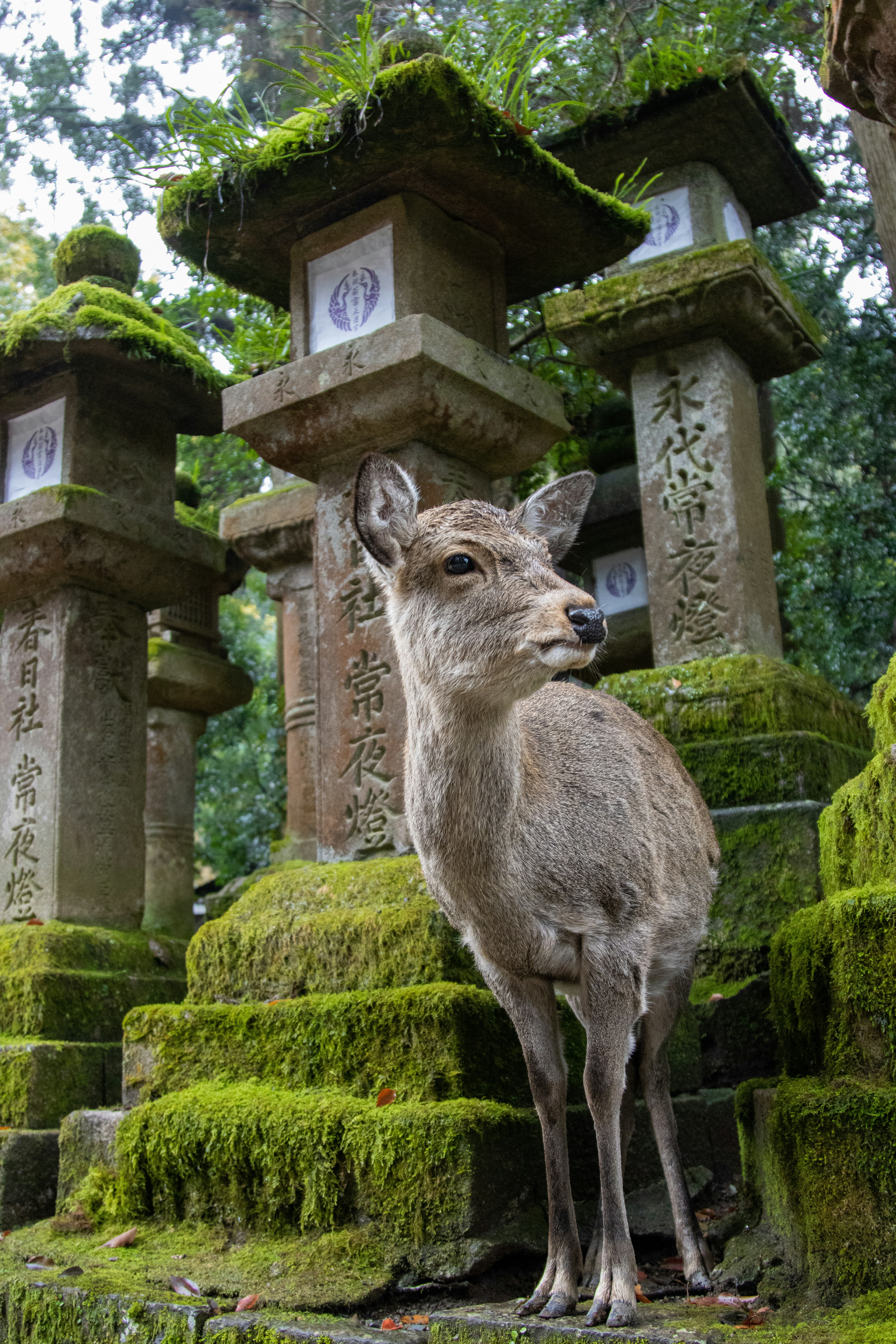 Nara Park District