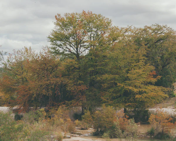 Group of trees representing the rural landscape near Devine Texas