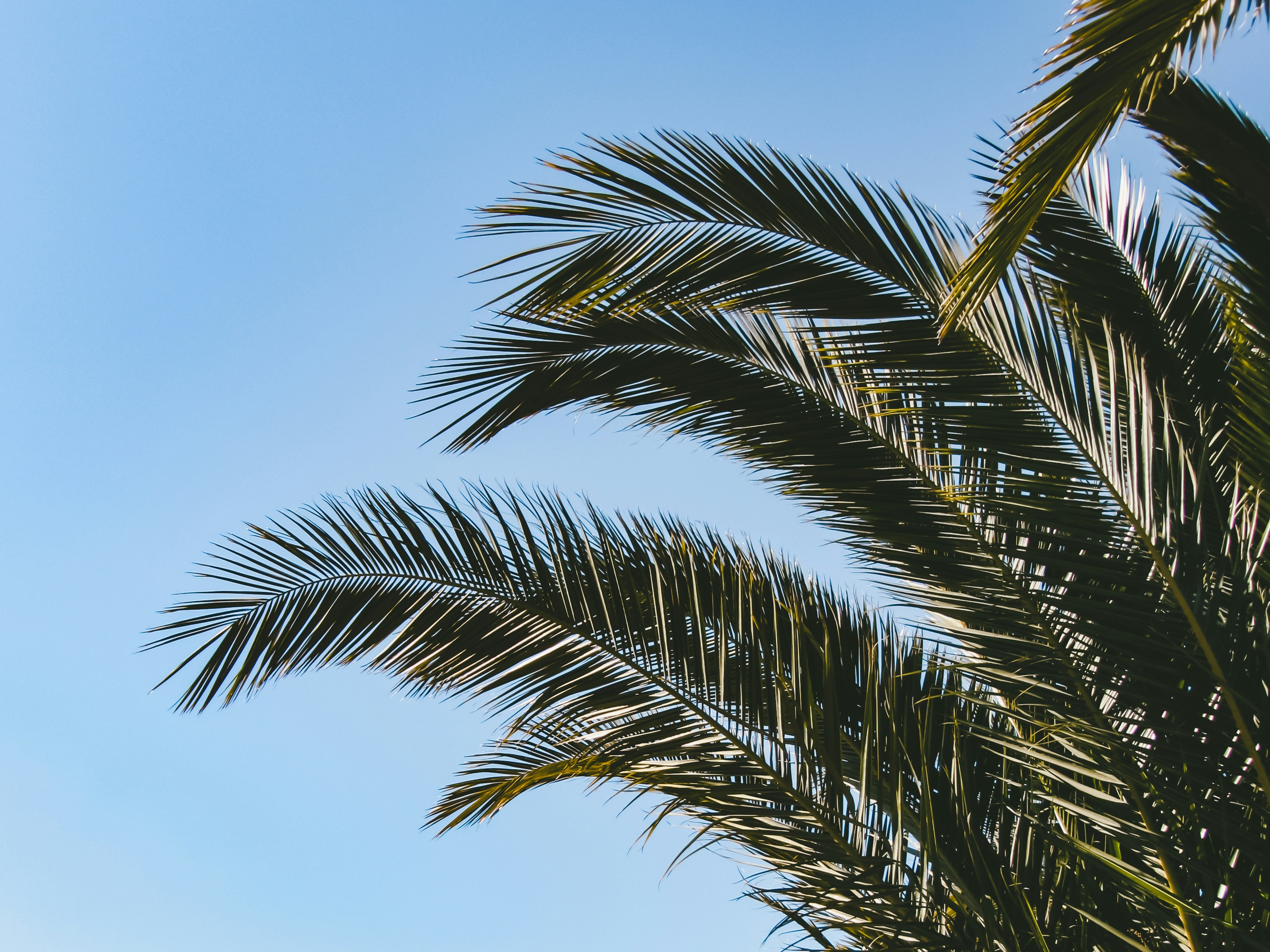 Palm fronds silhouetted against a blue sky