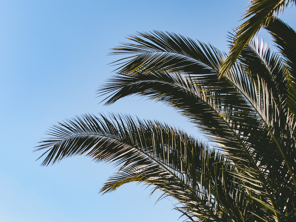 Ein Baum mit Blättern