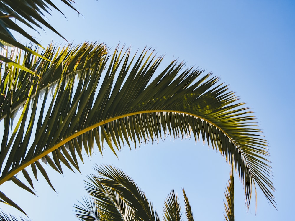 a close-up of a palm tree