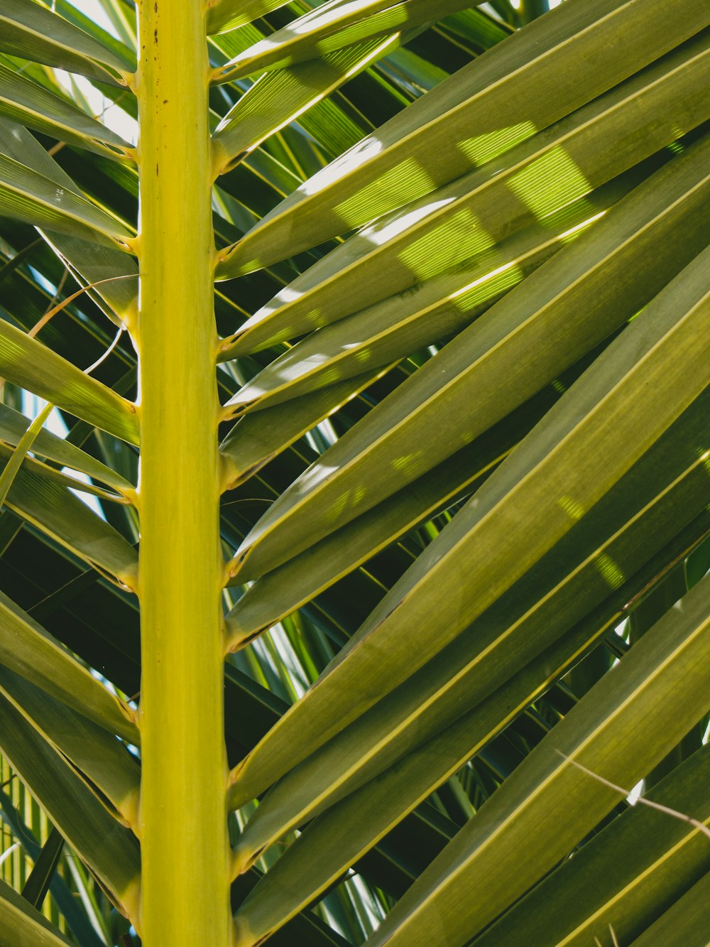 a close up of bamboo