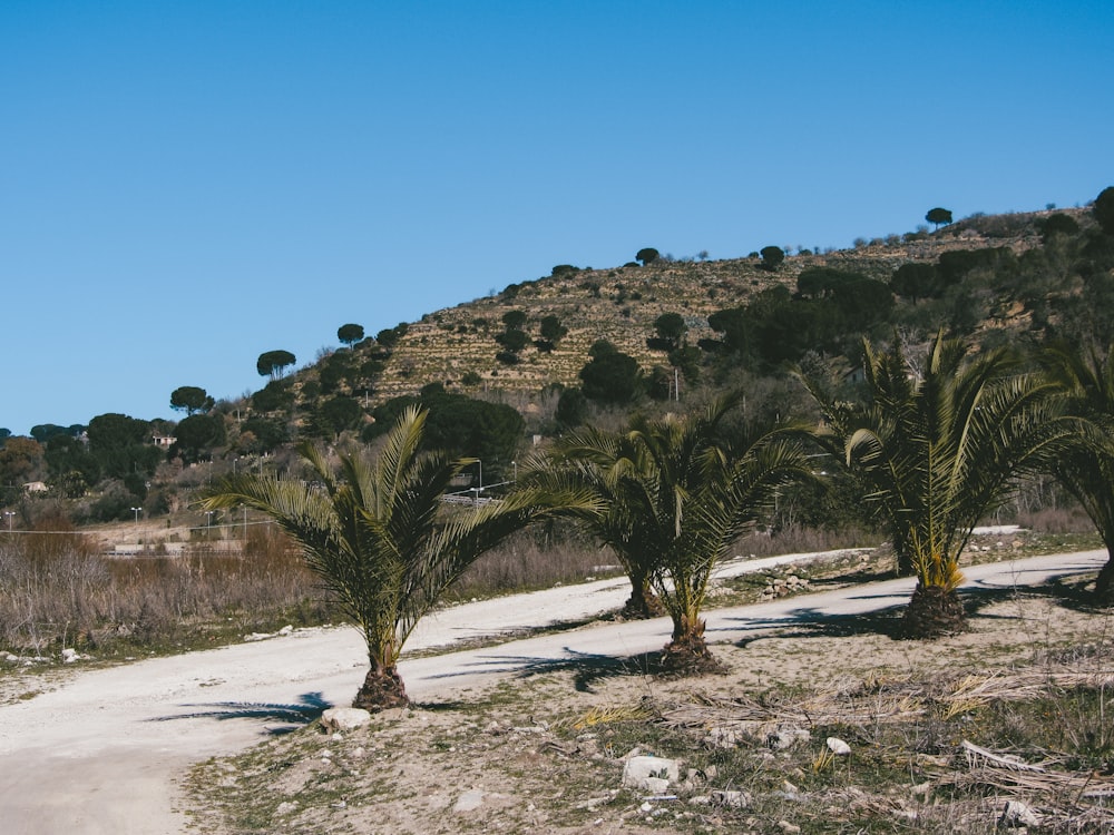 a hill with palm trees and a hill in the background