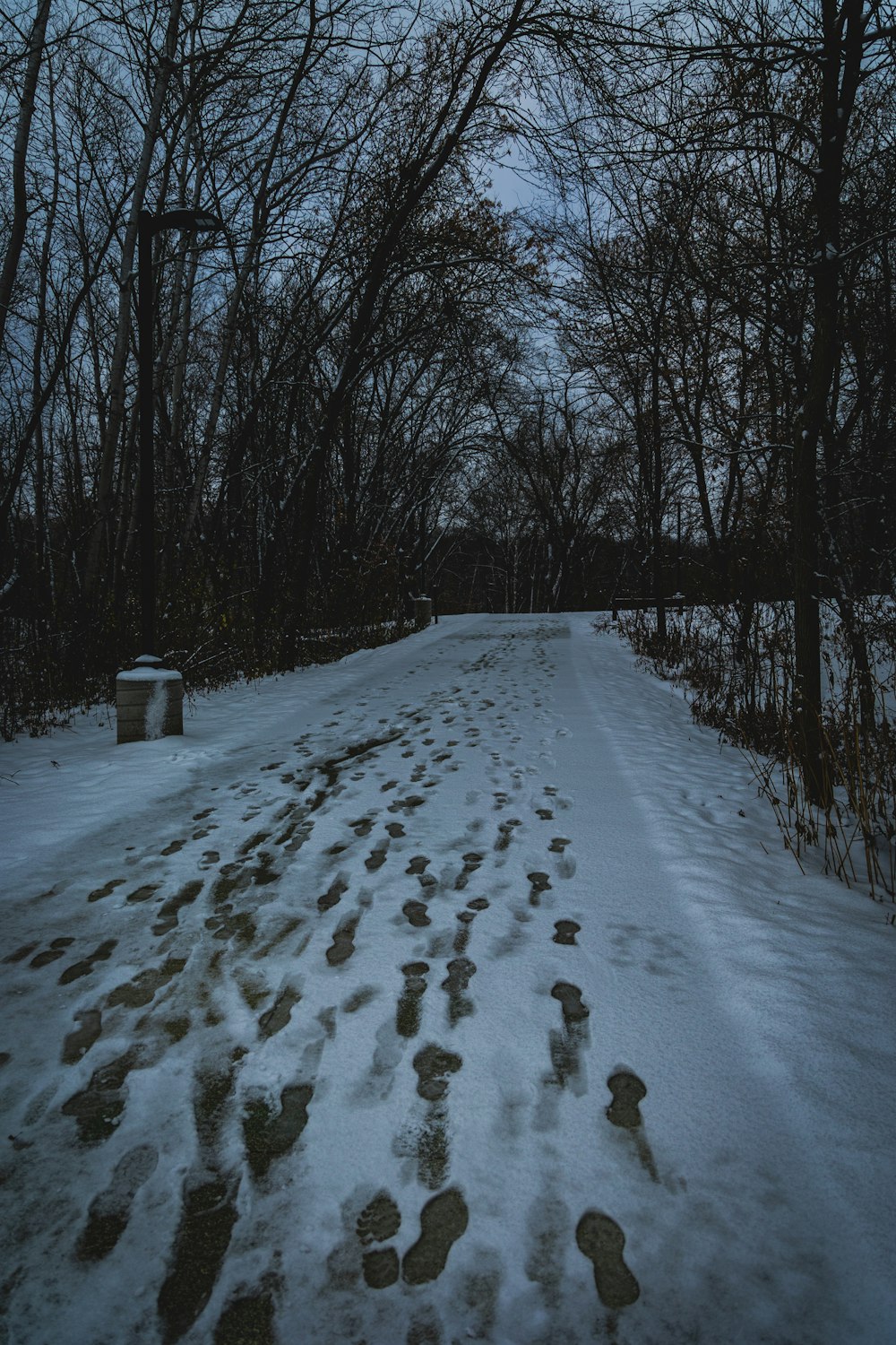 a snowy road with trees on either side of it