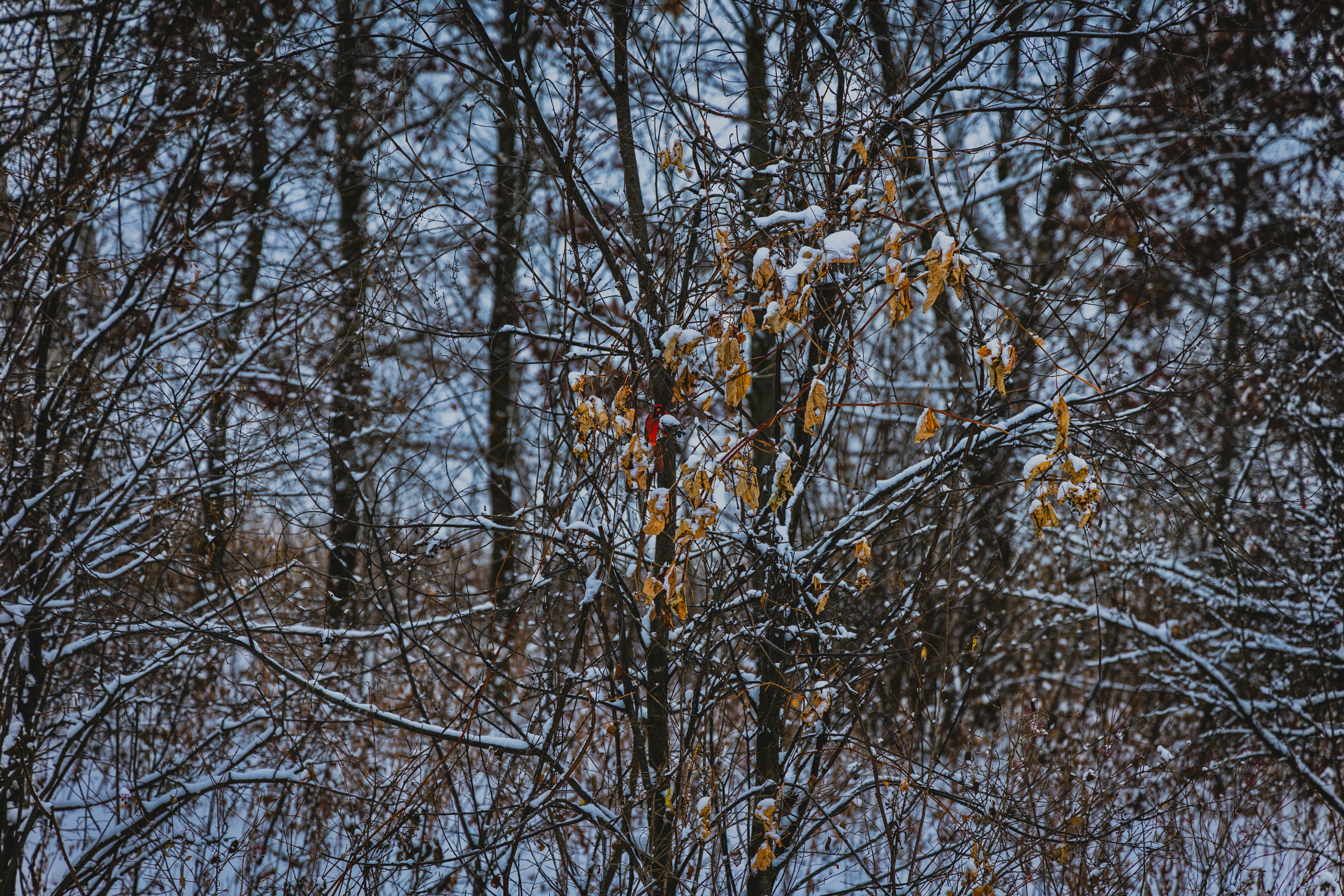 eine Gruppe von Bäumen mit gelben Blättern