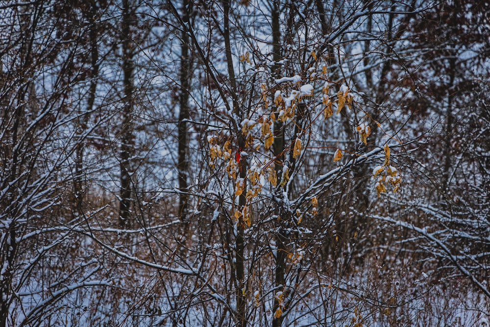 a group of trees with yellow leaves