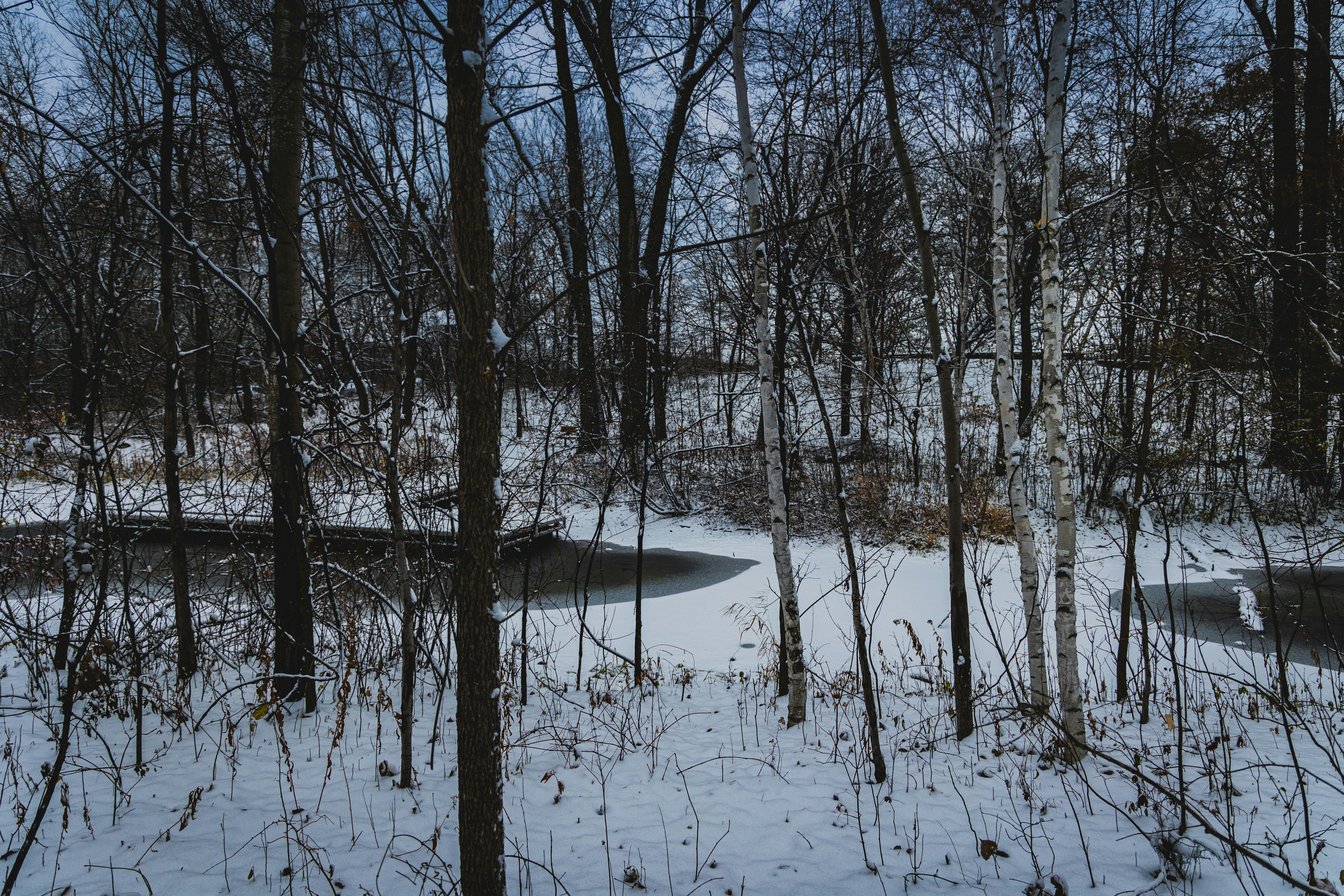 Photo by danieljerez