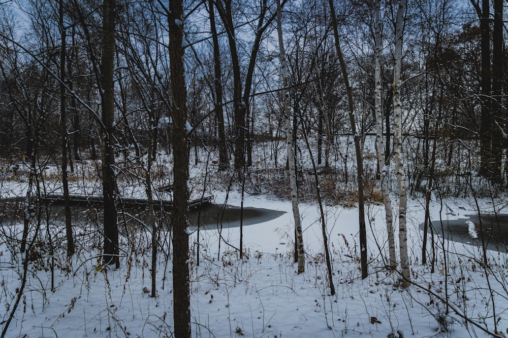 a group of trees in a snowy area