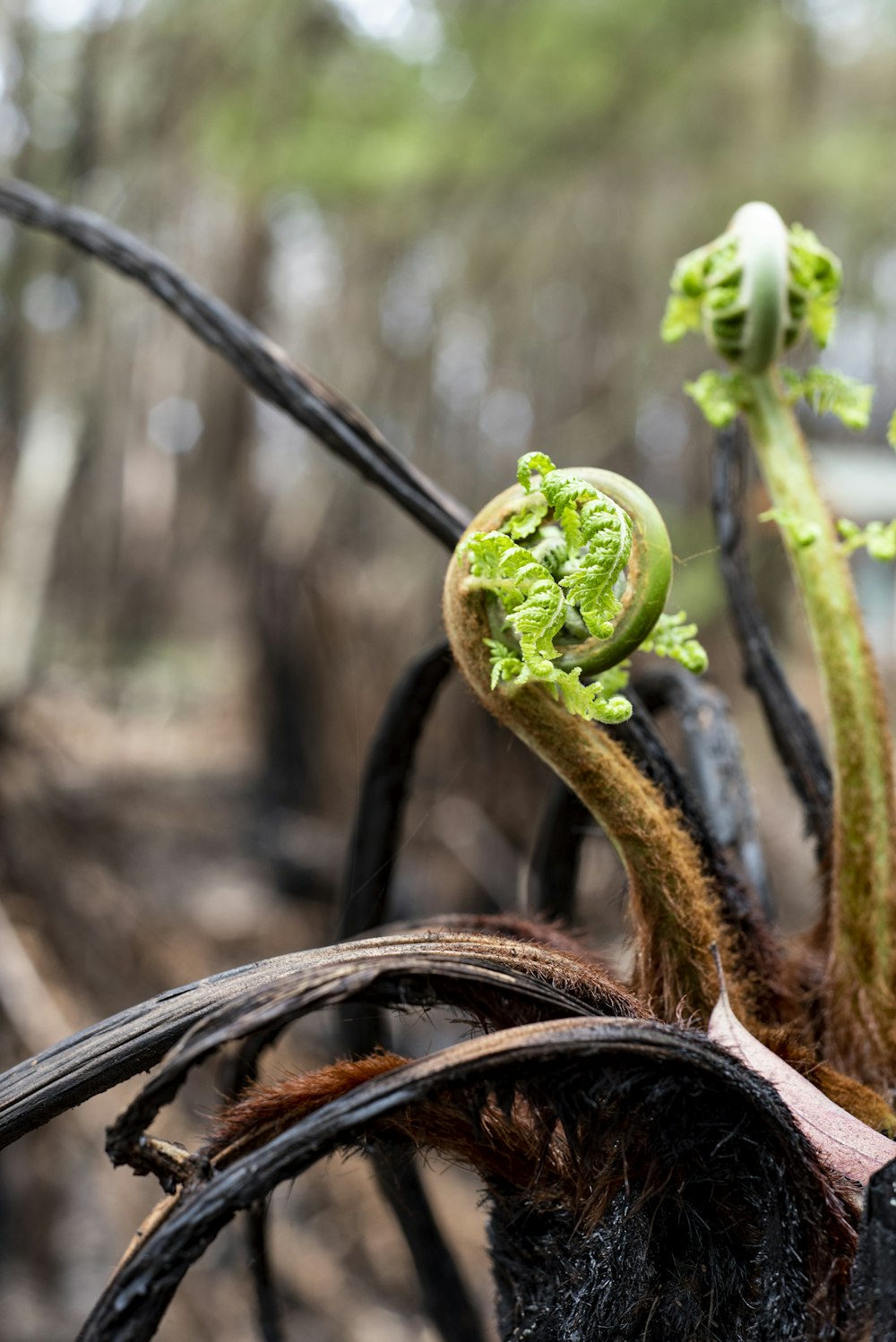 a close up of a green plant