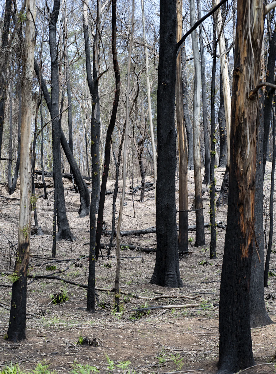 A stand of fire-scarred eucalypts after a bushfire