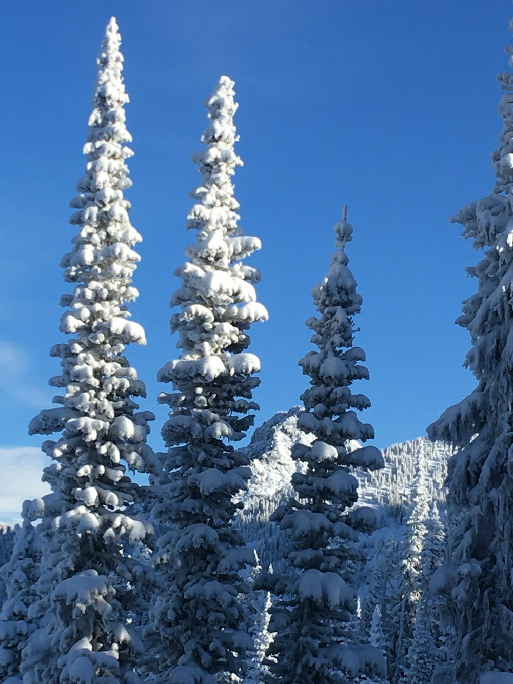 a group of trees covered in snow with Watts Towers in the background