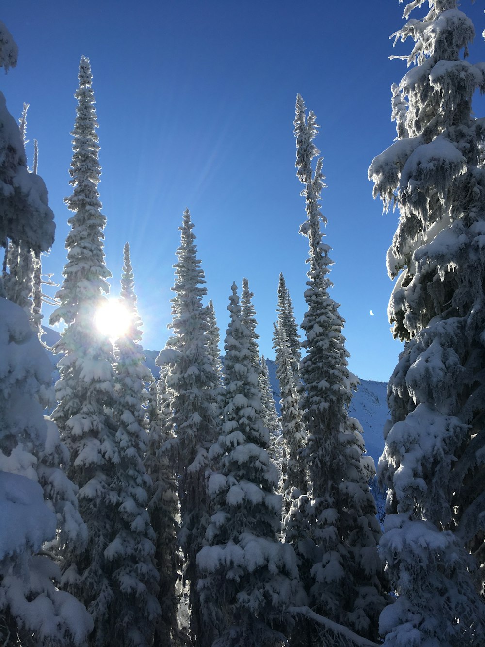 a snowy forest with trees with Watts Towers in the background