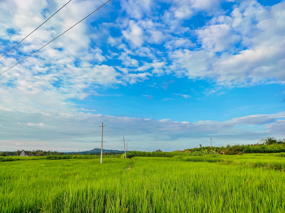 a field of green grass