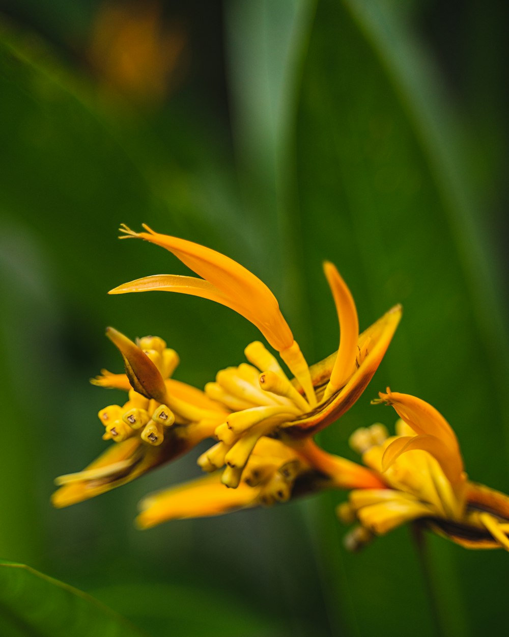 a close up of a yellow flower