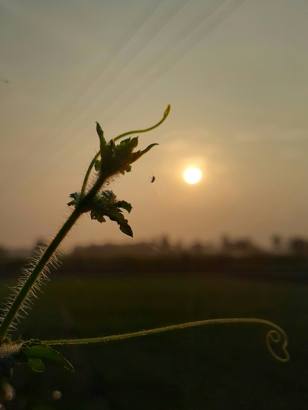 a plant with a sunset in the background