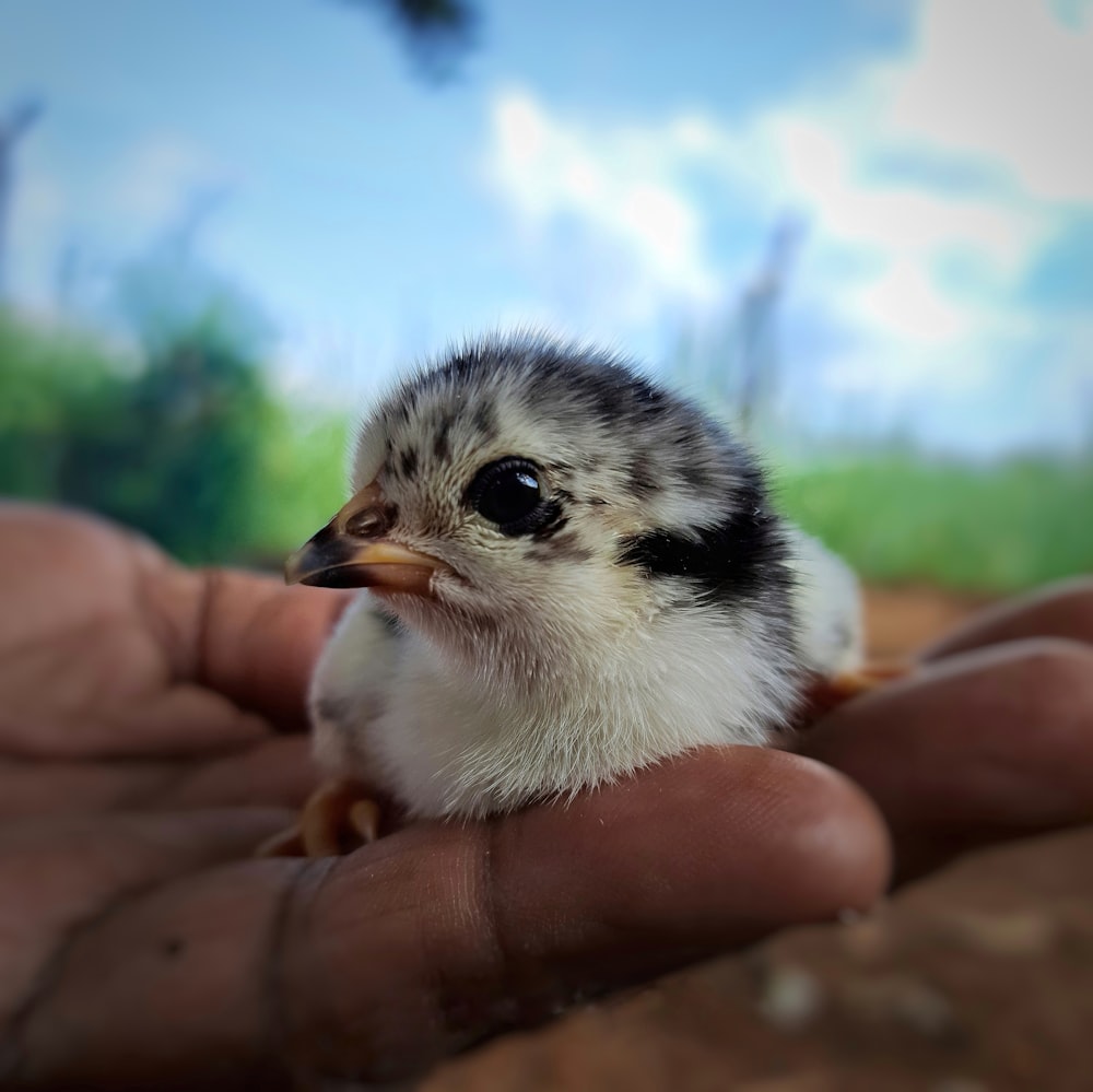 a small bird in a person's hand