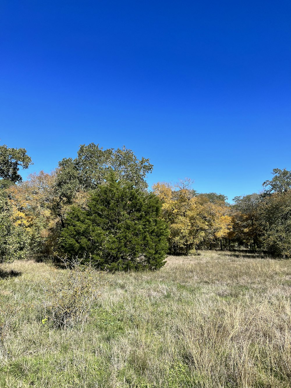 a field of grass and trees