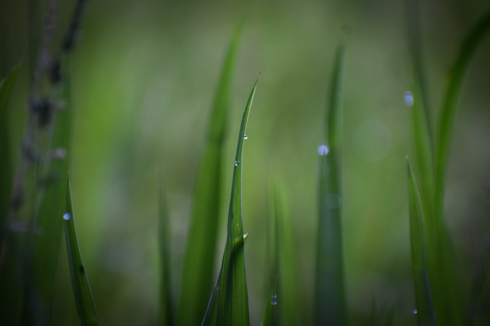 close up of grass