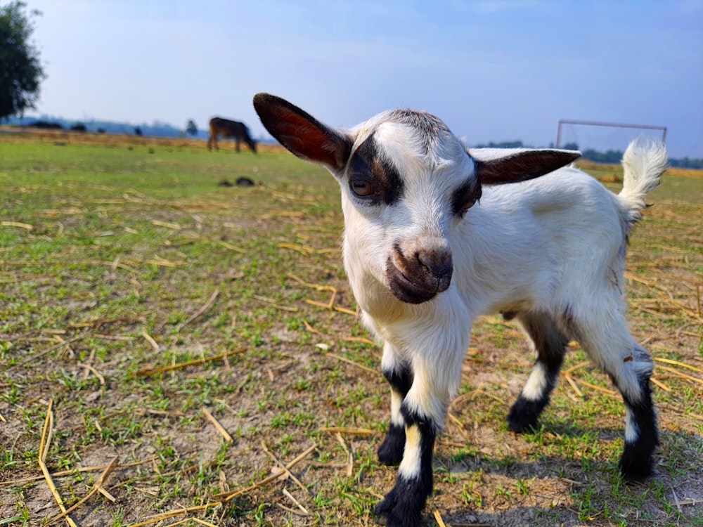 a white and black goat