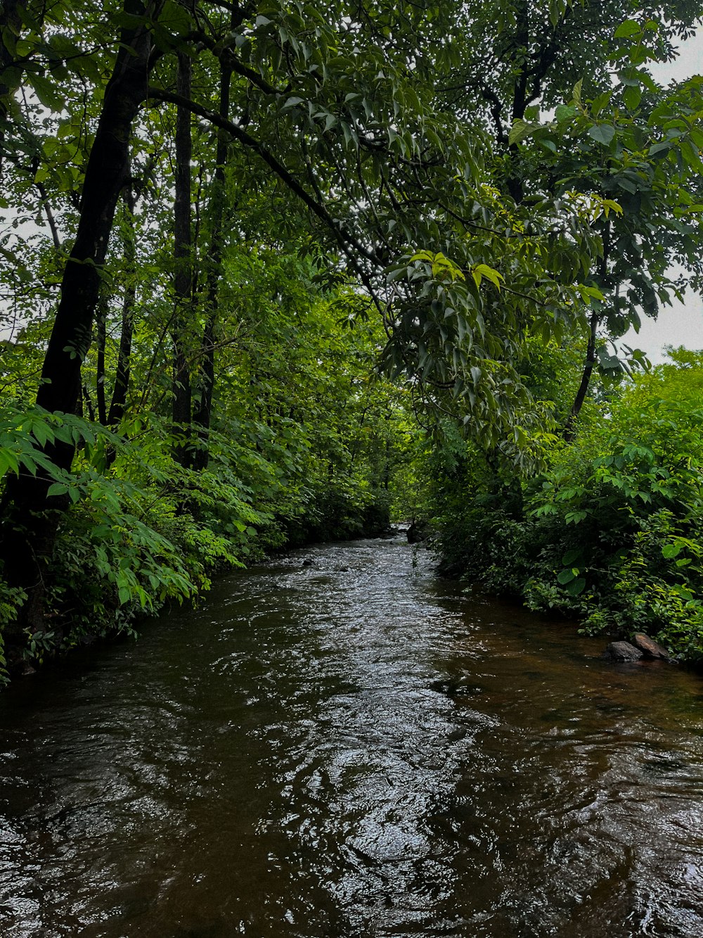 Ein Fluss mit Bäumen an der Seite