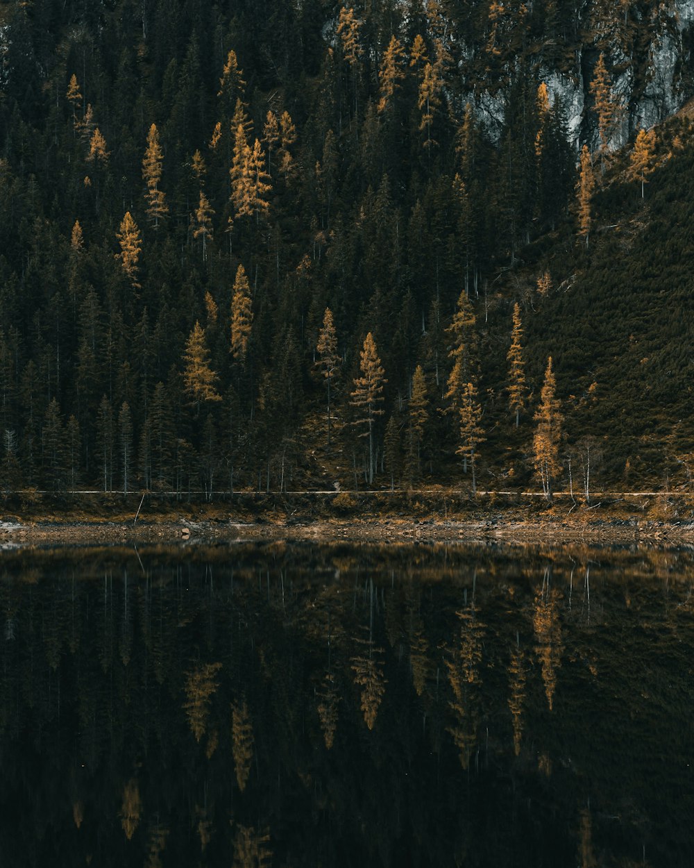 a lake surrounded by trees