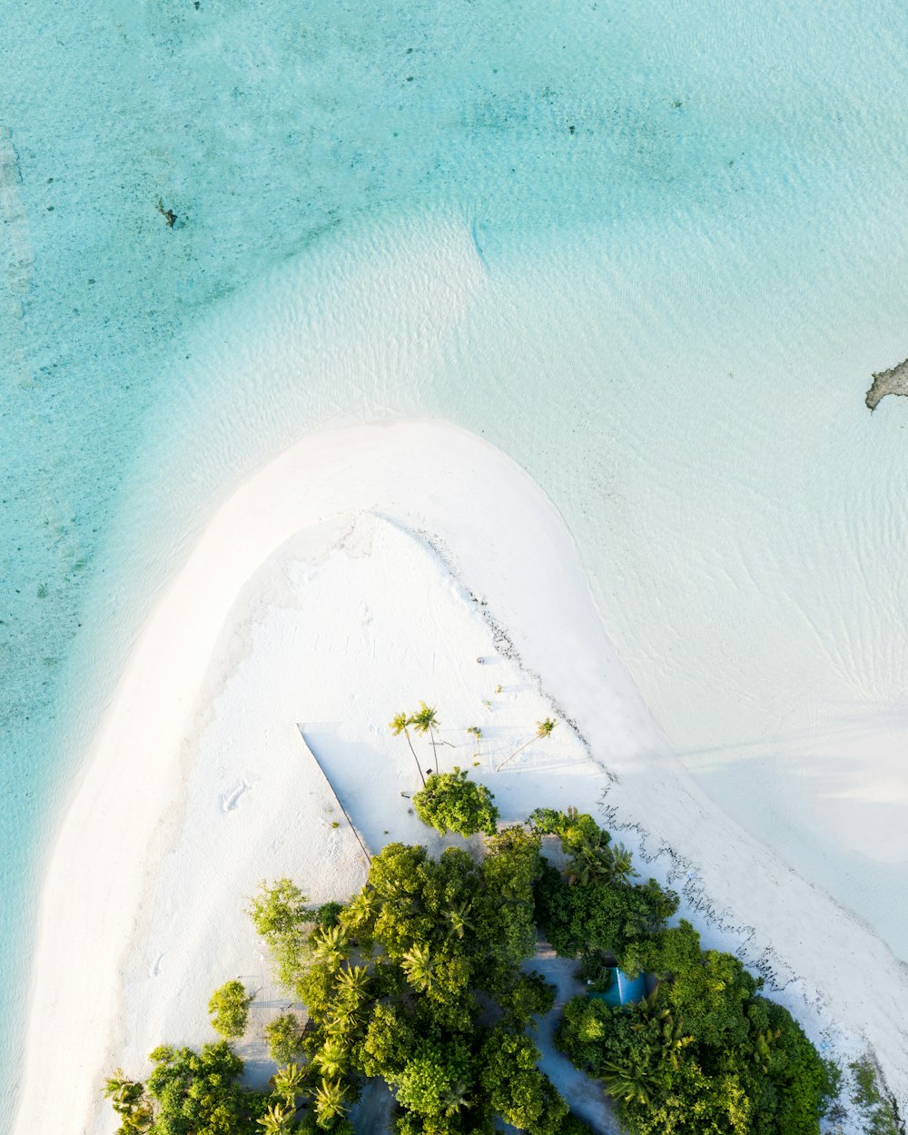 a beach with trees and a body of water