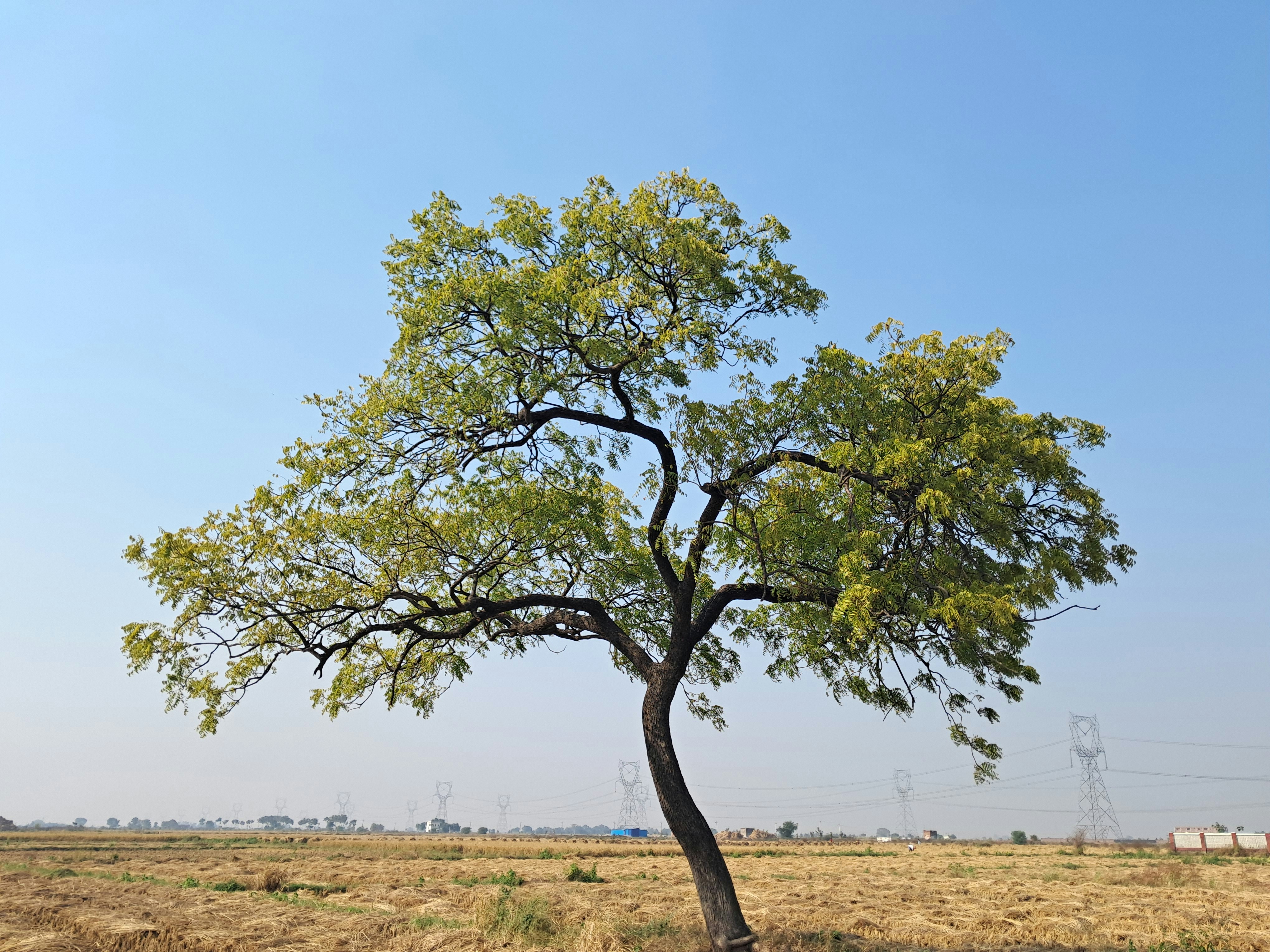 a tree in a field