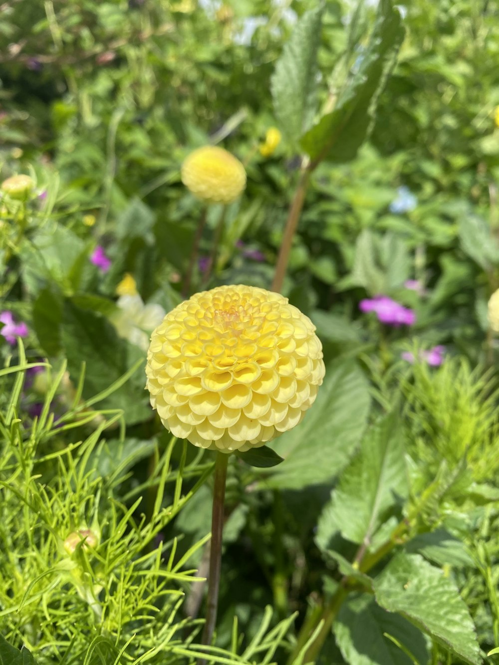 Una flor amarilla en un campo de hierba