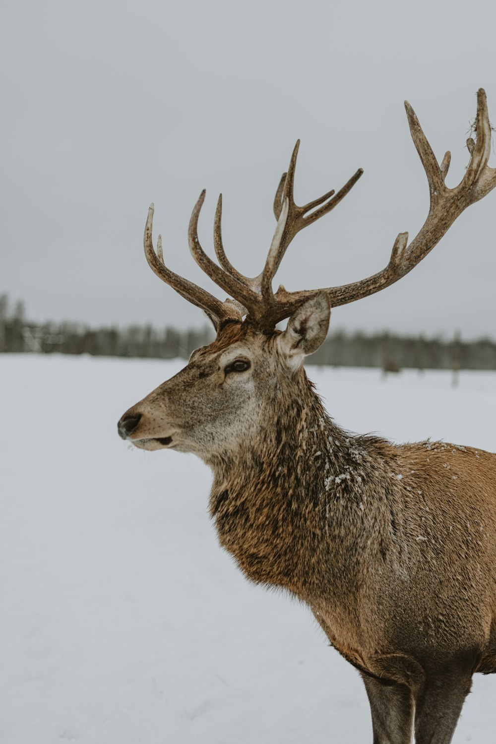 a deer with antlers in the snow