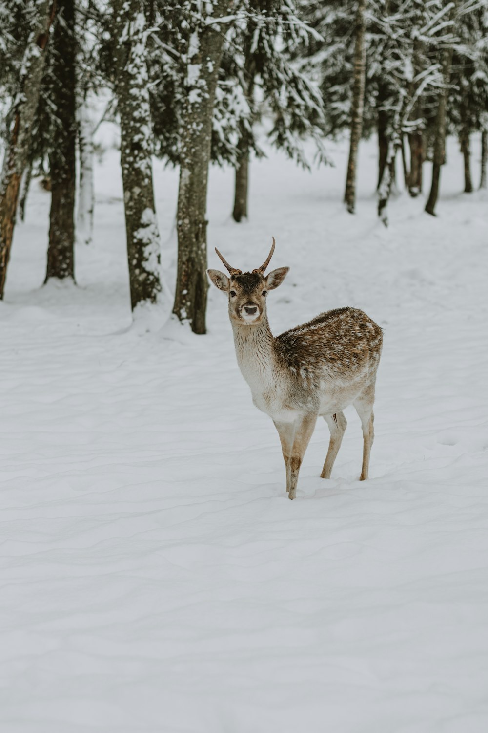 a deer in the snow