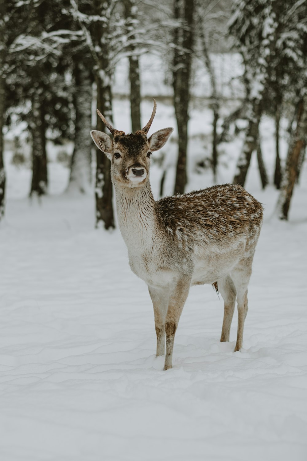 a deer standing in the snow